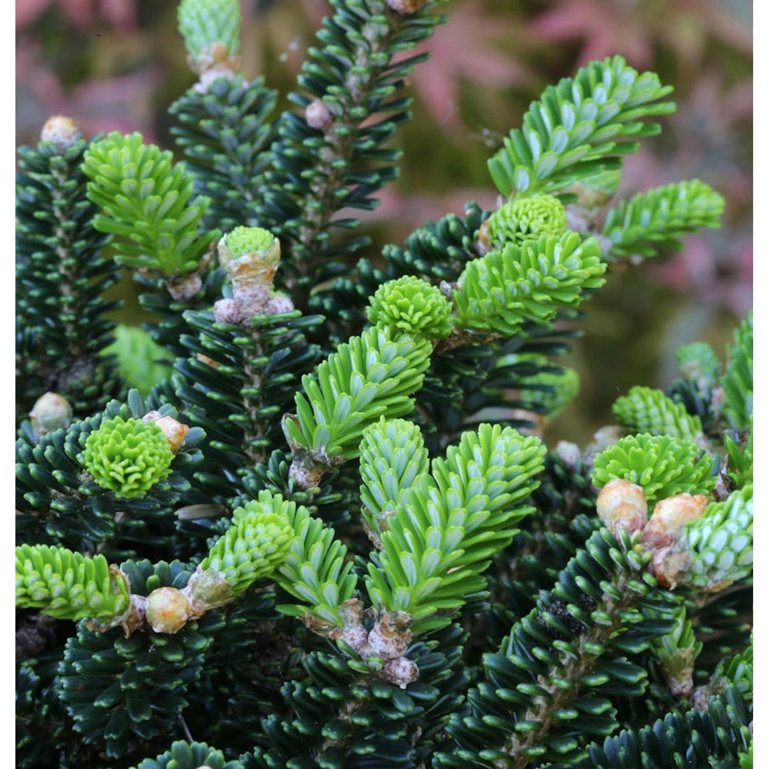 Koreatanne Oberon 30-40cm - Abies koreana von Die Nr-01.de