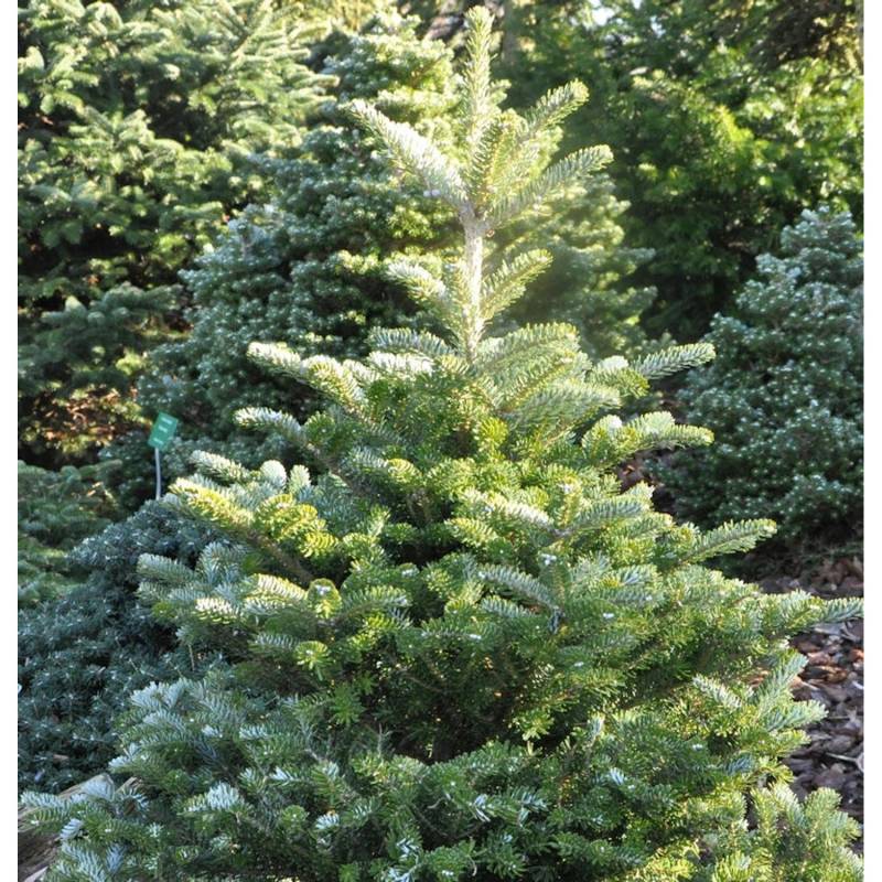 Koreatanne Sämling 50-60cm - Abies koreana Koreatanne Sämling 50-60cm - Abies koreana von Die Nr-01.de
