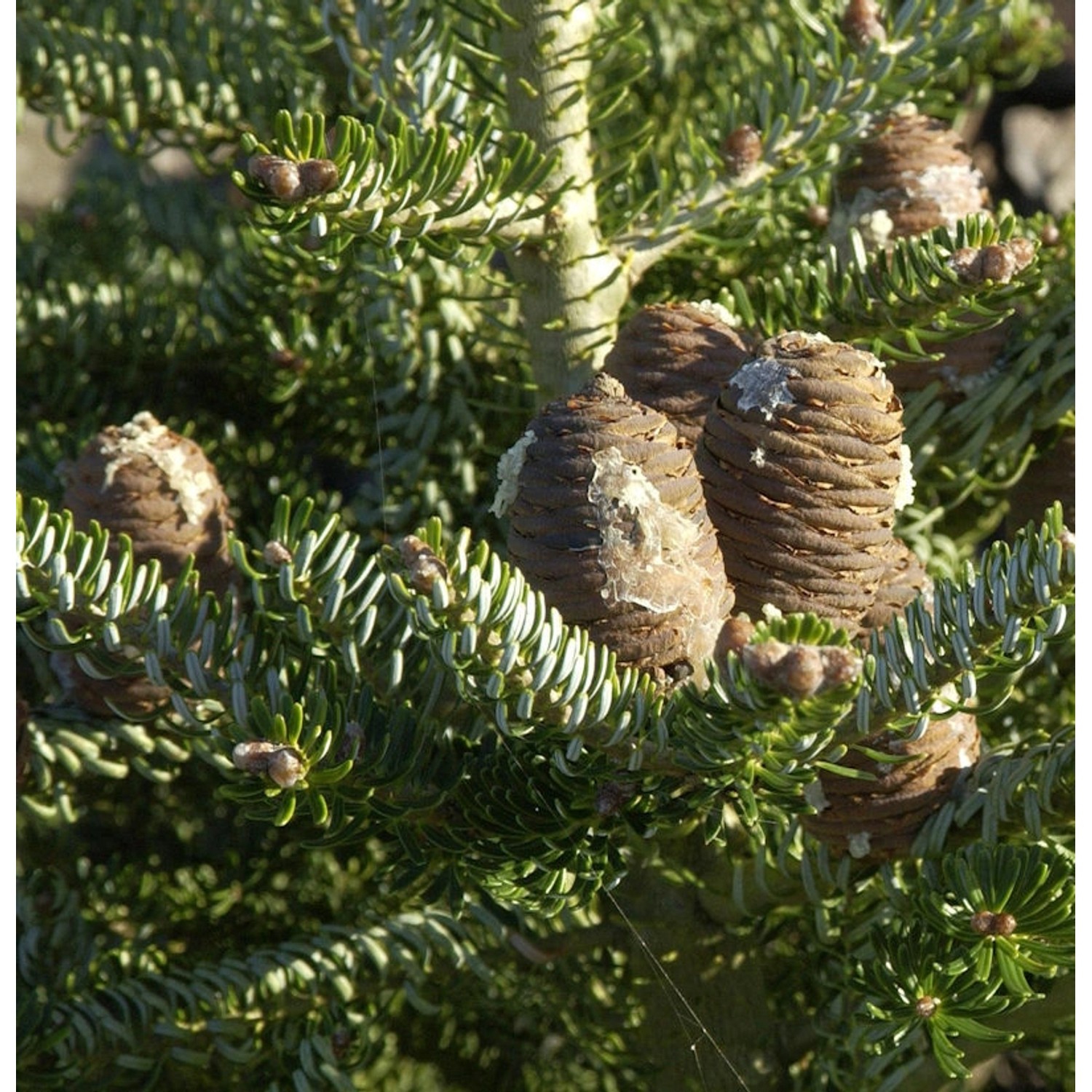 Koreatanne Silberlocke 60-70cm - Abies koreana von Die Nr-01.de