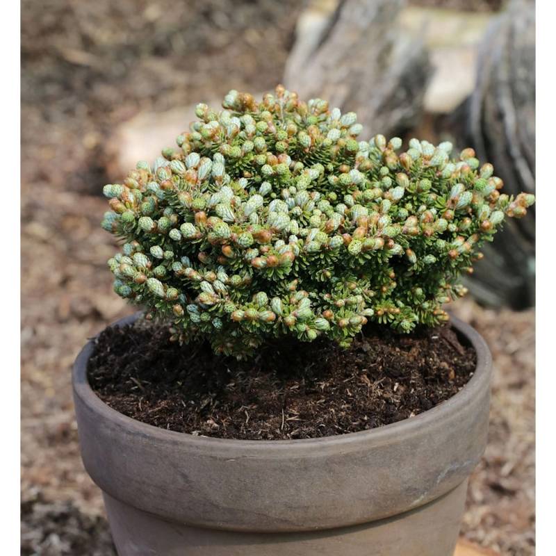 Koreatanne Silberperl 15-20cm - Abies koreana von Die Nr-01.de