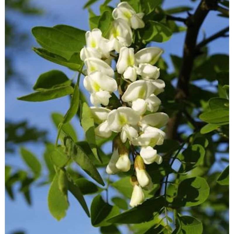Korkenzieher-Robinie 100-125cm - Robinia pseudoacacia von Die Nr-01.de