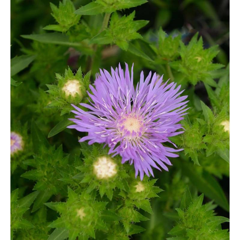 Kornblumenaster Lewis Blue - Stokesia laevis von Die Nr-01.de