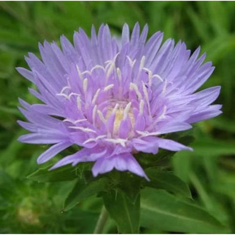 Kornblumenaster - Stokesia laevis von Die Nr-01.de
