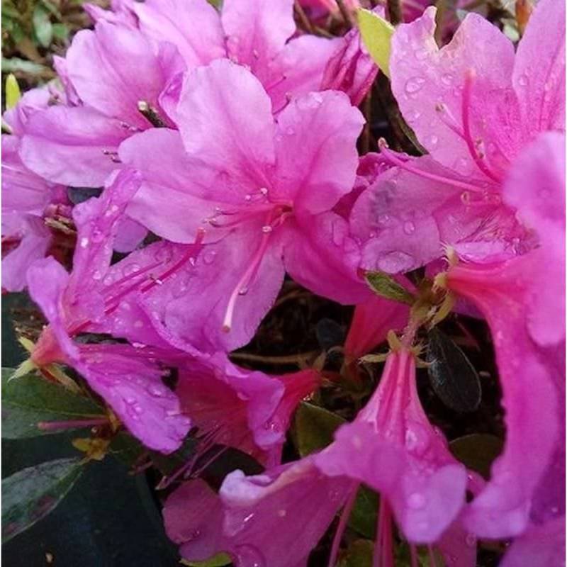 Kriechende Immergrüne Zwerg Azalee Iguazu 30-40cm - Rhododendron nakaharai von Die Nr-01.de
