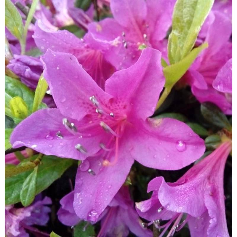 Kriechende Immergrüne Zwerg Azalee Kakadu 20-25cm - Rhododendron nakaharai Kriechende Immergrüne Zwerg Azalee Kakadu 20-25cm - Rhododendron nakaharai von Die Nr-01.de