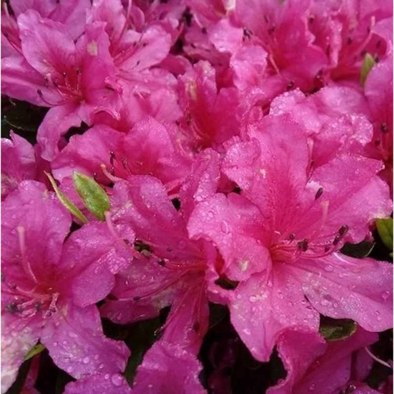 Kriechende Immergrüne Zwerg Azalee Pirin 40-50cm - Rhododendron nakaharai von Die Nr-01.de
