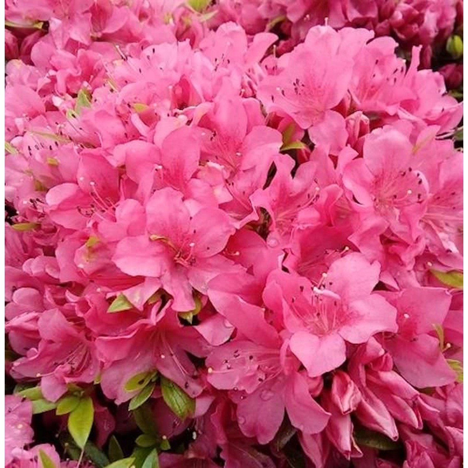 Kriechende Immergrüne Zwerg Azalee Talamanca 30-40cm - Rhododendron nakaharai Kriechende Immergrüne Zwerg Azalee Talamanca 30-40cm - Rhododendron nakaharai von Die Nr-01.de