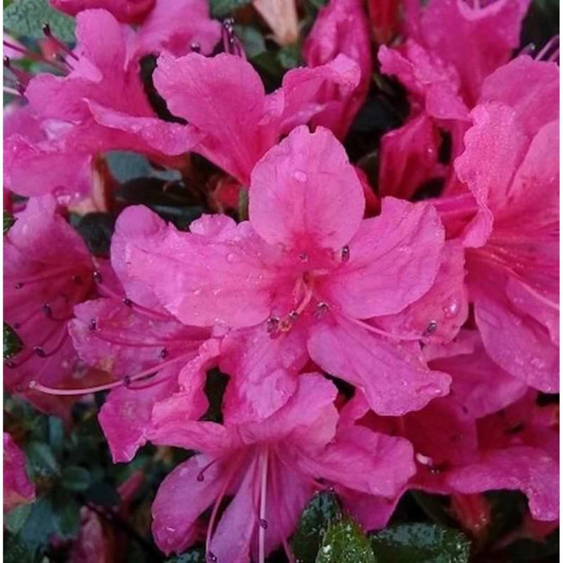 Kriechende Immergrüne Zwerg Azalee Uluru 20-25cm - Rhododendron nakaharai Kriechende Immergrüne Zwerg Azalee Uluru 20-25cm - Rhododendron nakaharai von Die Nr-01.de