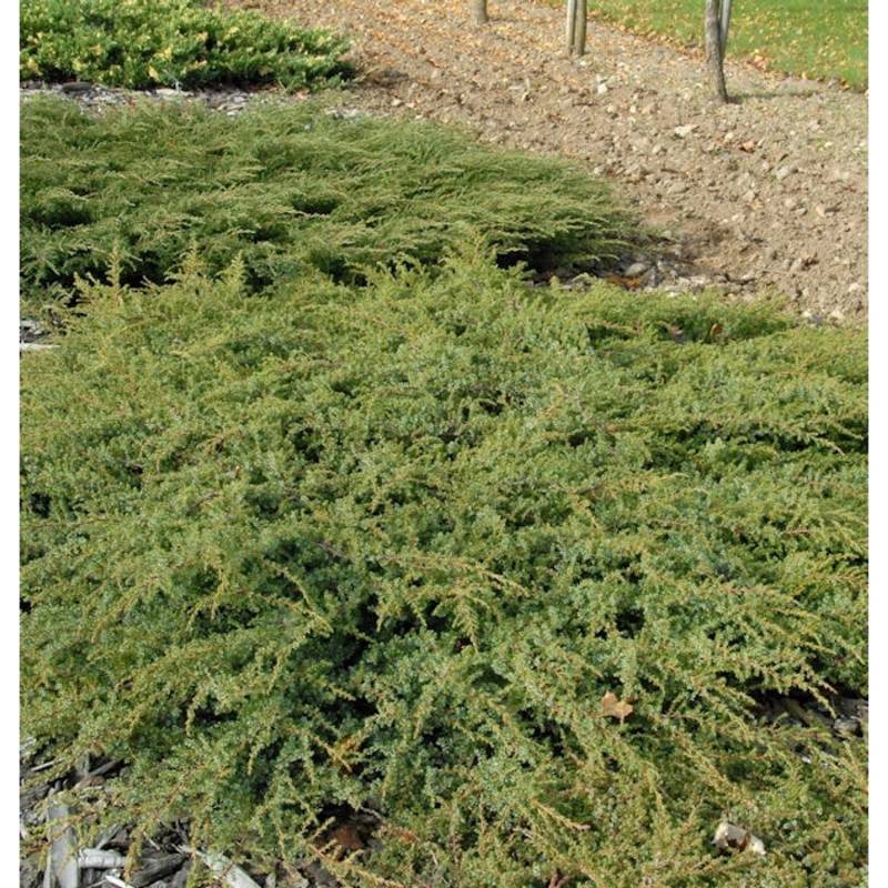 Kriechender Heidewacholder Hornibrook 100-125cm - Juniperus communis Hornibrookii von Die Nr-01.de