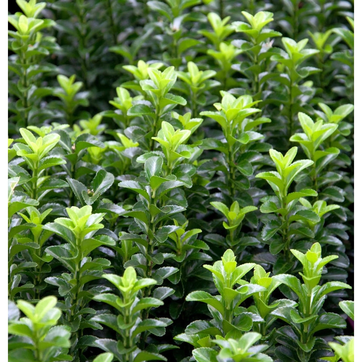 Kriechspindel Green Empire 10-15cm - Euonymus japonicus Kriechspindel Green Empire 10-15cm - Euonymus japonicus von Die Nr-01.de