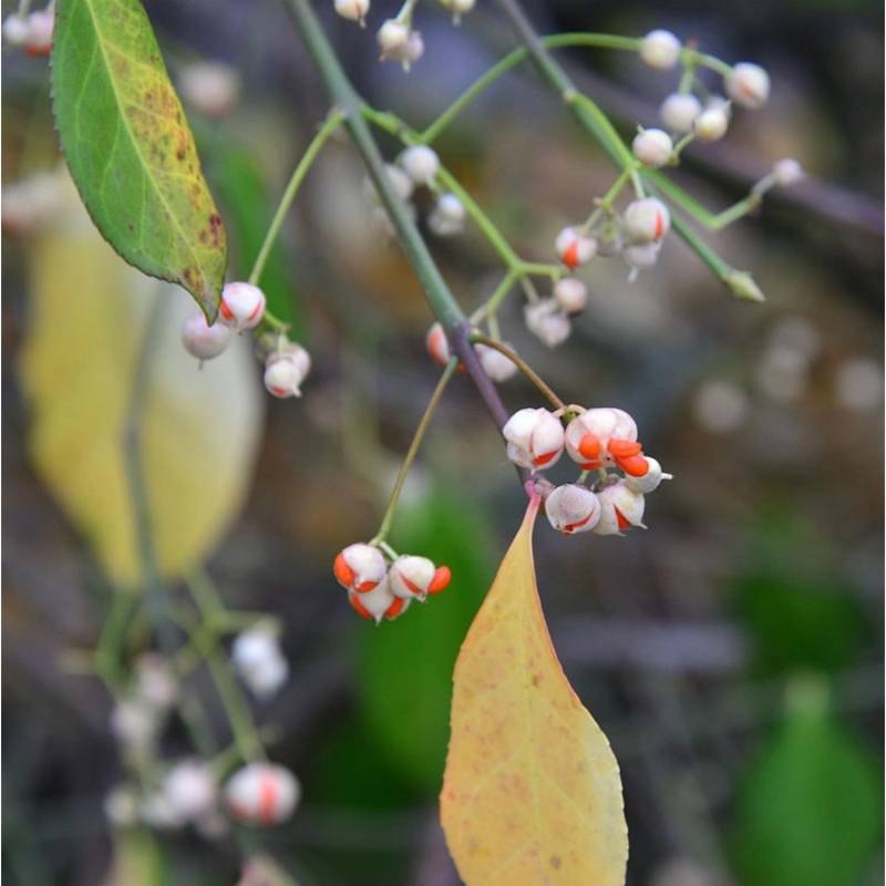 Kriechspindel Vegetus 40-60cm - Euonymus fortunei Kriechspindel Vegetus 40-60cm - Euonymus fortunei von Die Nr-01.de