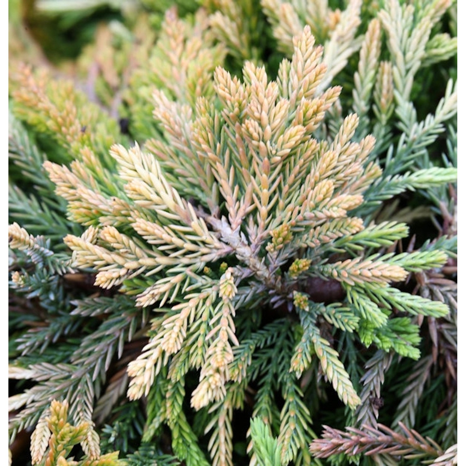 Kriechwacholder Golden Carpet 25-30cm - Juniperus horizontalis Kriechwacholder Golden Carpet 25-30cm - Juniperus horizontalis von Die Nr-01.de