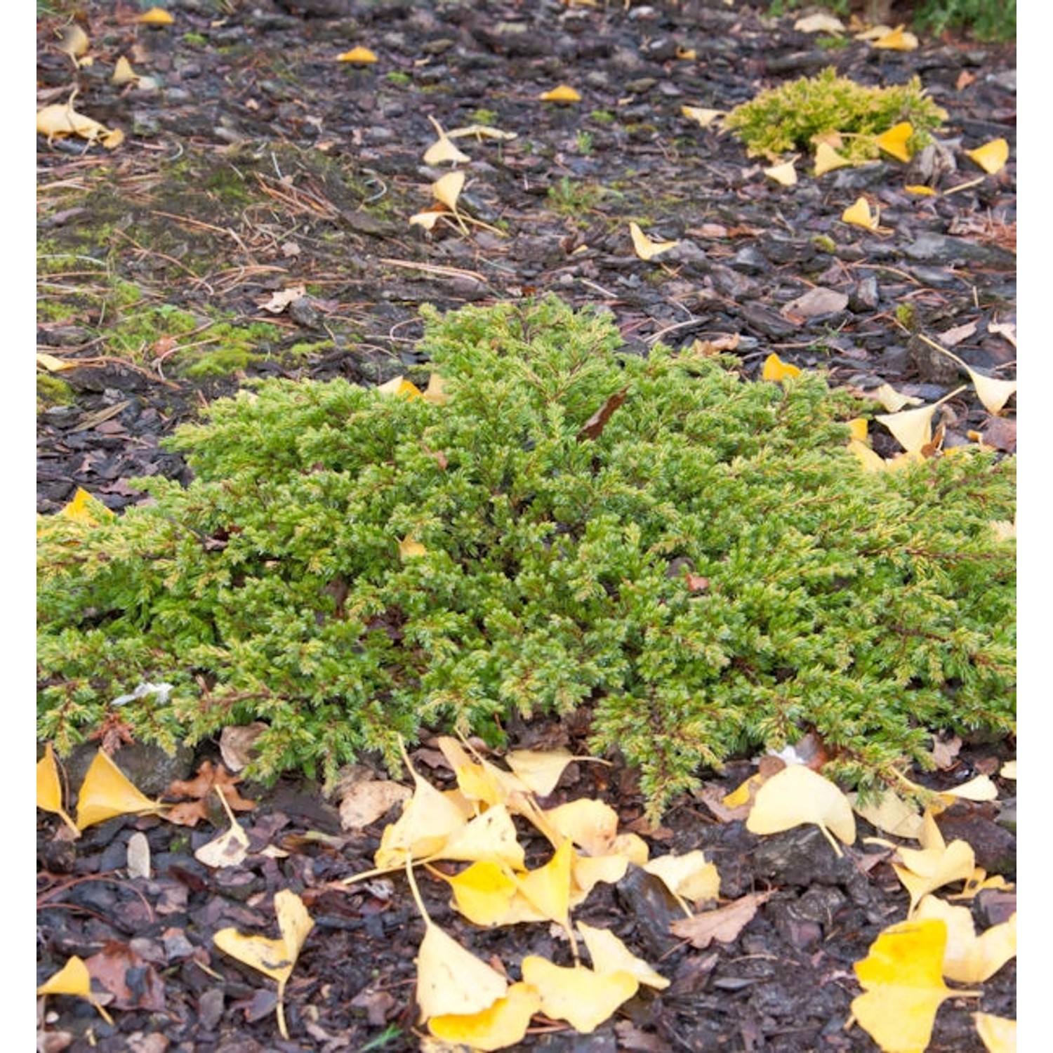 Kriechwacholder Goldschatz 30-40cm - Juniperus communis Kriechwacholder Goldschatz 30-40cm - Juniperus communis von Die Nr-01.de