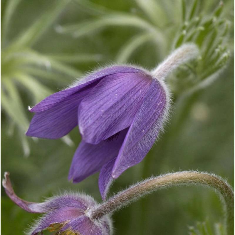 Küchenschelle Pinwheel Blau - Pulsatilla vulgaris von Die Nr-01.de