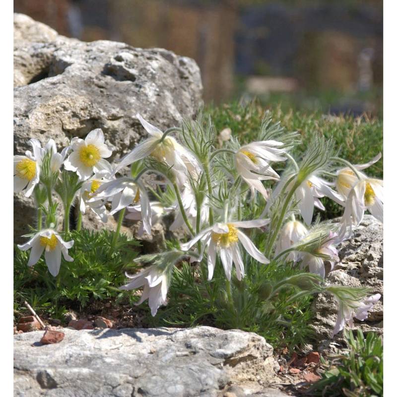 Küchenschelle Pinwheel Weiß - Pulsatilla vulgaris von Die Nr-01.de