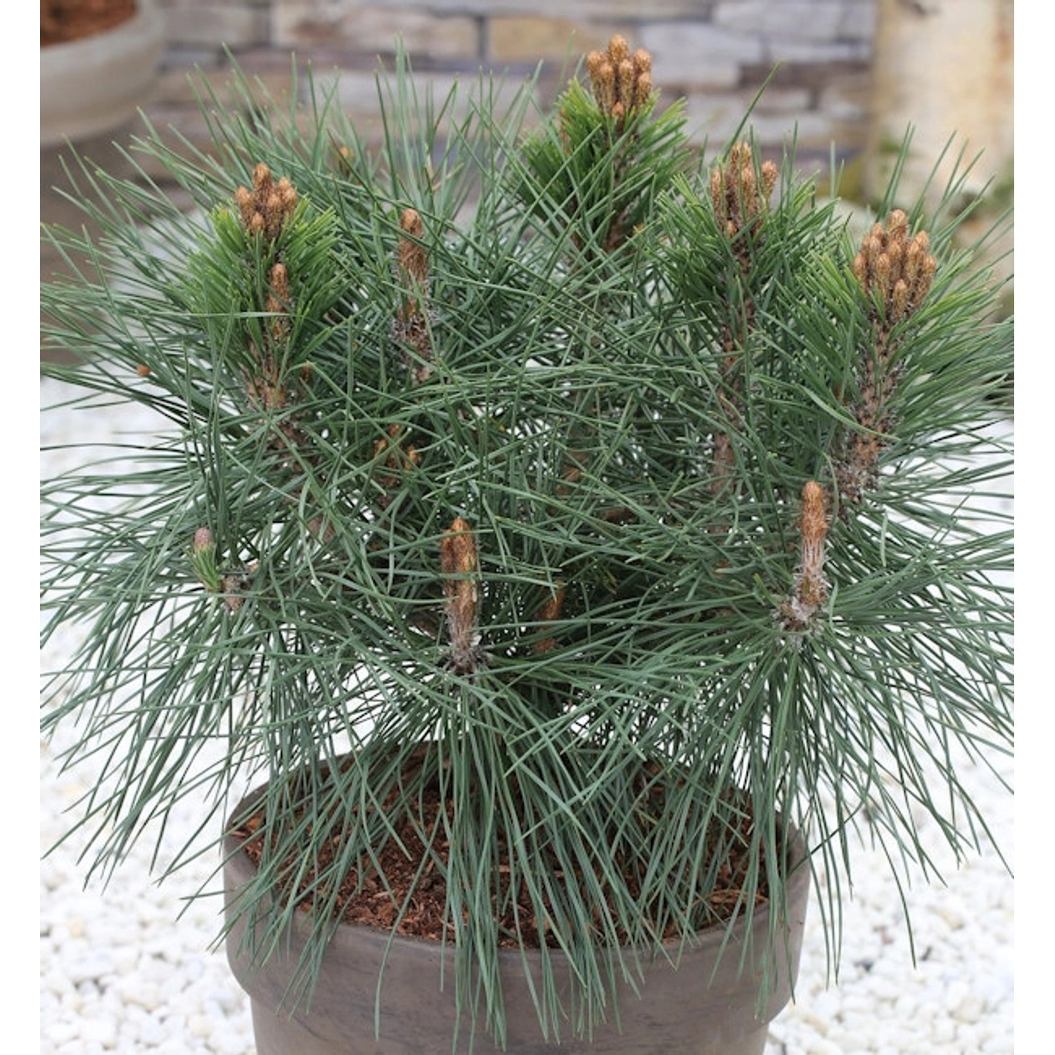 Kugel Kiefer Pierrick Bregeon 50-60cm - Pinus nigra Kugel Kiefer Pierrick Bregeon 50-60cm - Pinus nigra von Die Nr-01.de