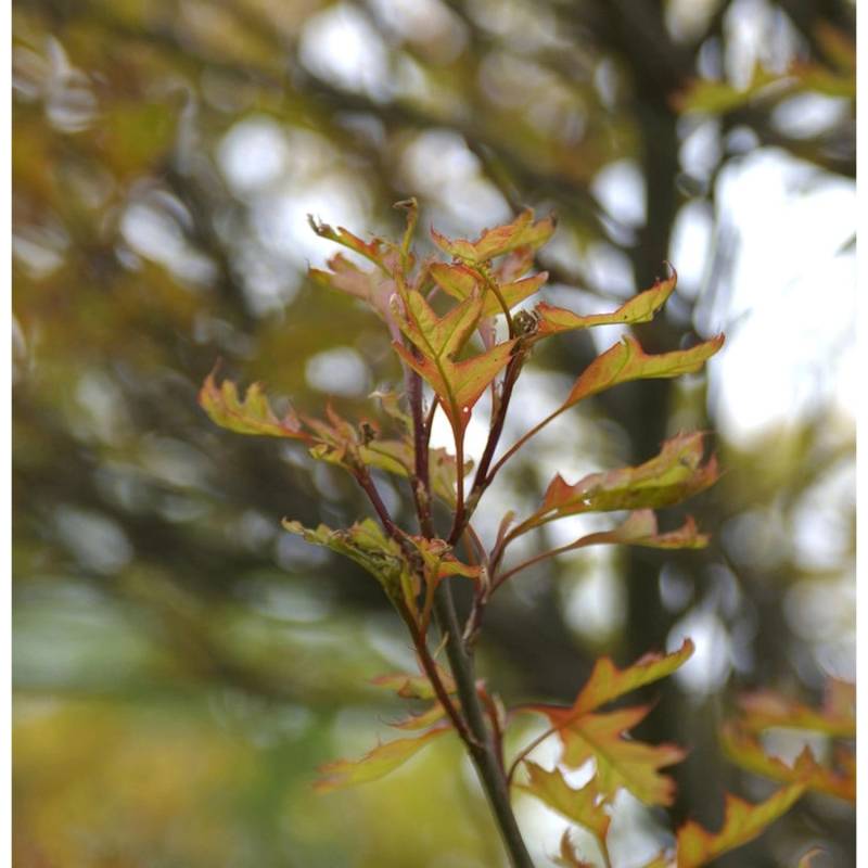 Kugel Sumpf Eiche Green Dwarf 100-125cm - Quercus palustris von Die Nr-01.de