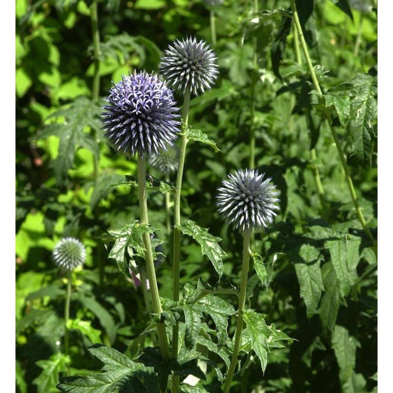 Kugeldistel Blue Glow - Echinops bannaticus von Die Nr-01.de