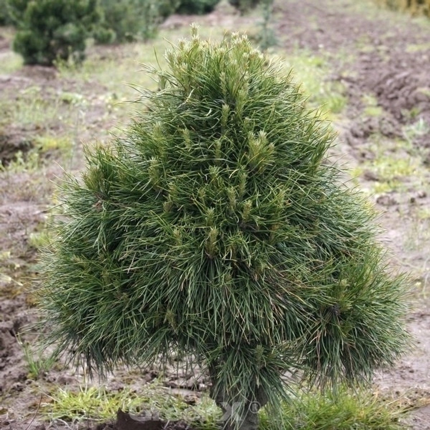 Kugelige Zwerg Kiefer Globosa Viridis 70-80cm - Pinus sylvestris Kugelige Zwerg Kiefer Globosa Viridis 70-80cm - Pinus sylvestris von Die Nr-01.de
