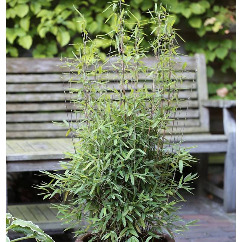 Kugeliger Gartenbambus Volcano 80-100cm - Fargesia nitida Kugeliger Gartenbambus Volcano 80-100cm - Fargesia nitida von Die Nr-01.de