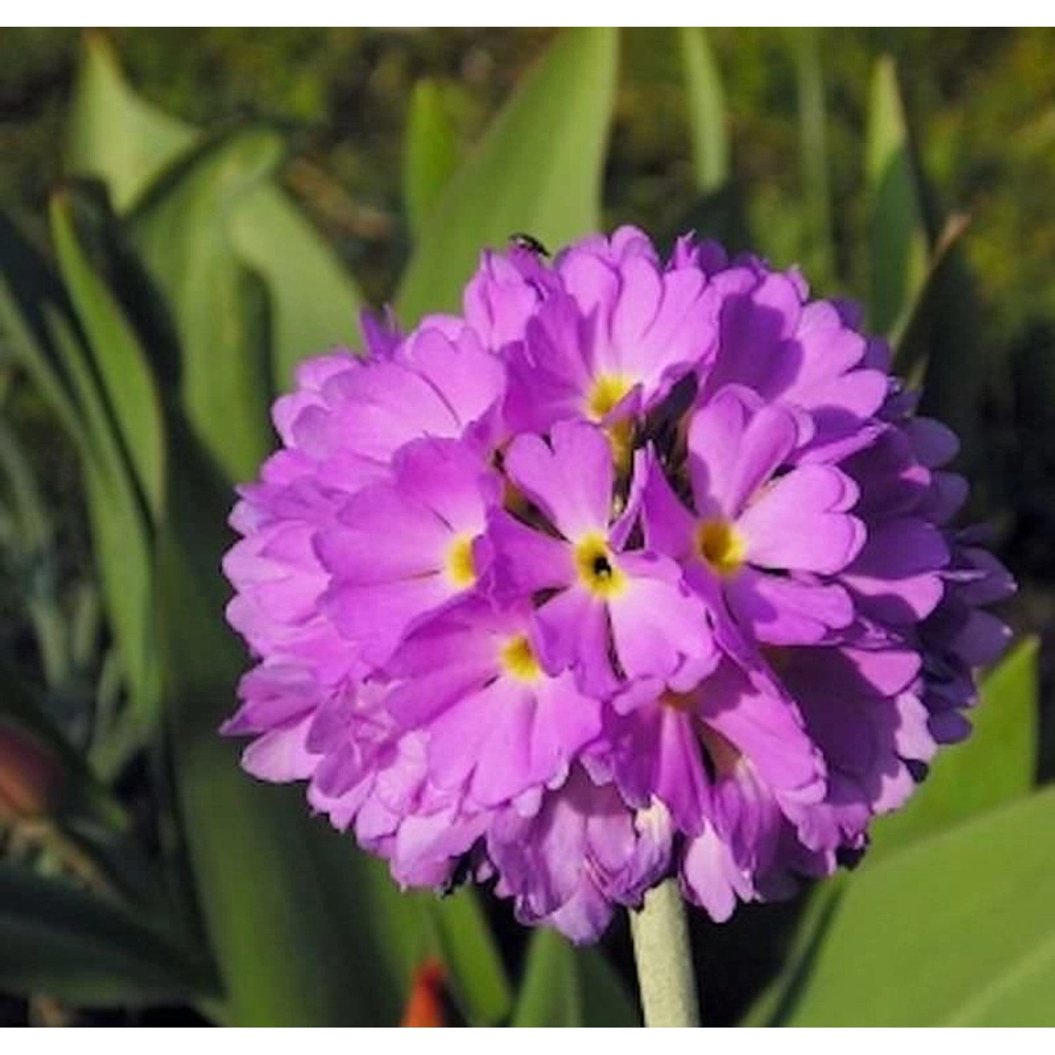 Kugelprimel Corolla Deep Rose - Primula denticulata Kugelprimel Corolla Deep Rose - Primula denticulata von Die Nr-01.de