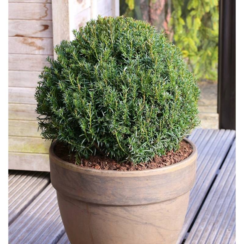 Kugelschnitt Eibe Osterberg 30-40cm - Taxus baccata von Die Nr-01.de