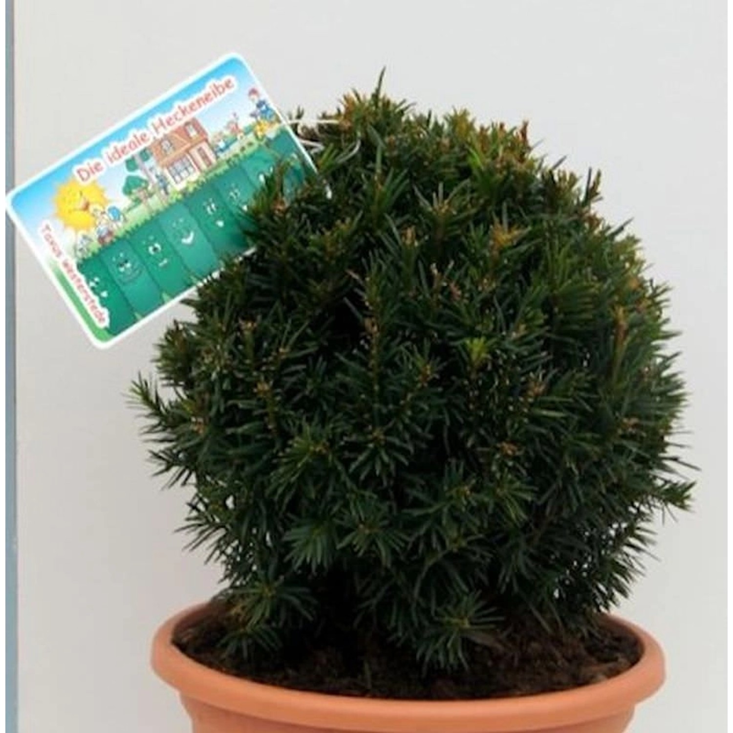 Kugelschnitt Eibe Westerstede 30-40cm - Taxus baccata von Die Nr-01.de