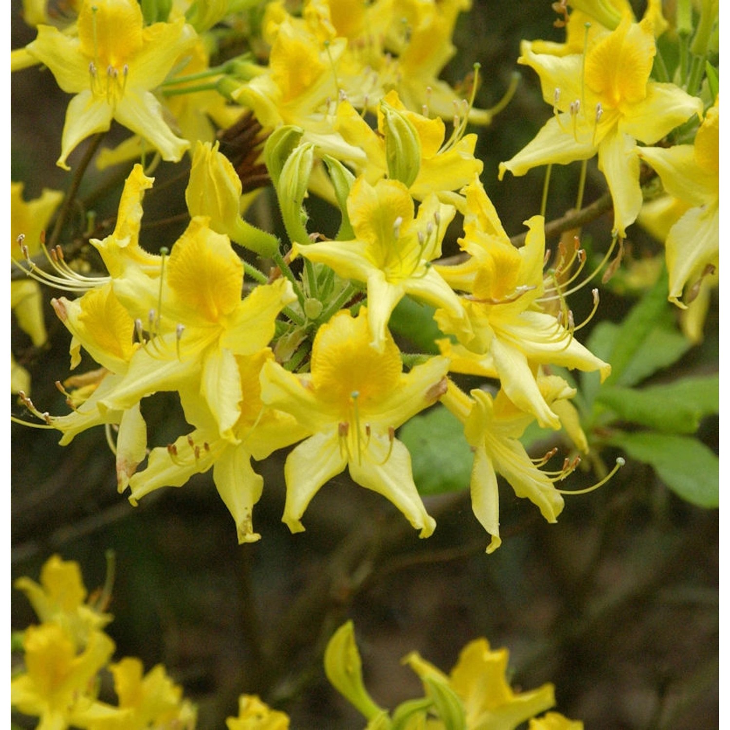 Laubabwerfende Azalee 40-50cm - Rhododendron luteum - Alpenrose Laubabwerfende Azalee 40-50cm - Rhododendron luteum - Alpenrose von Die Nr-01.de