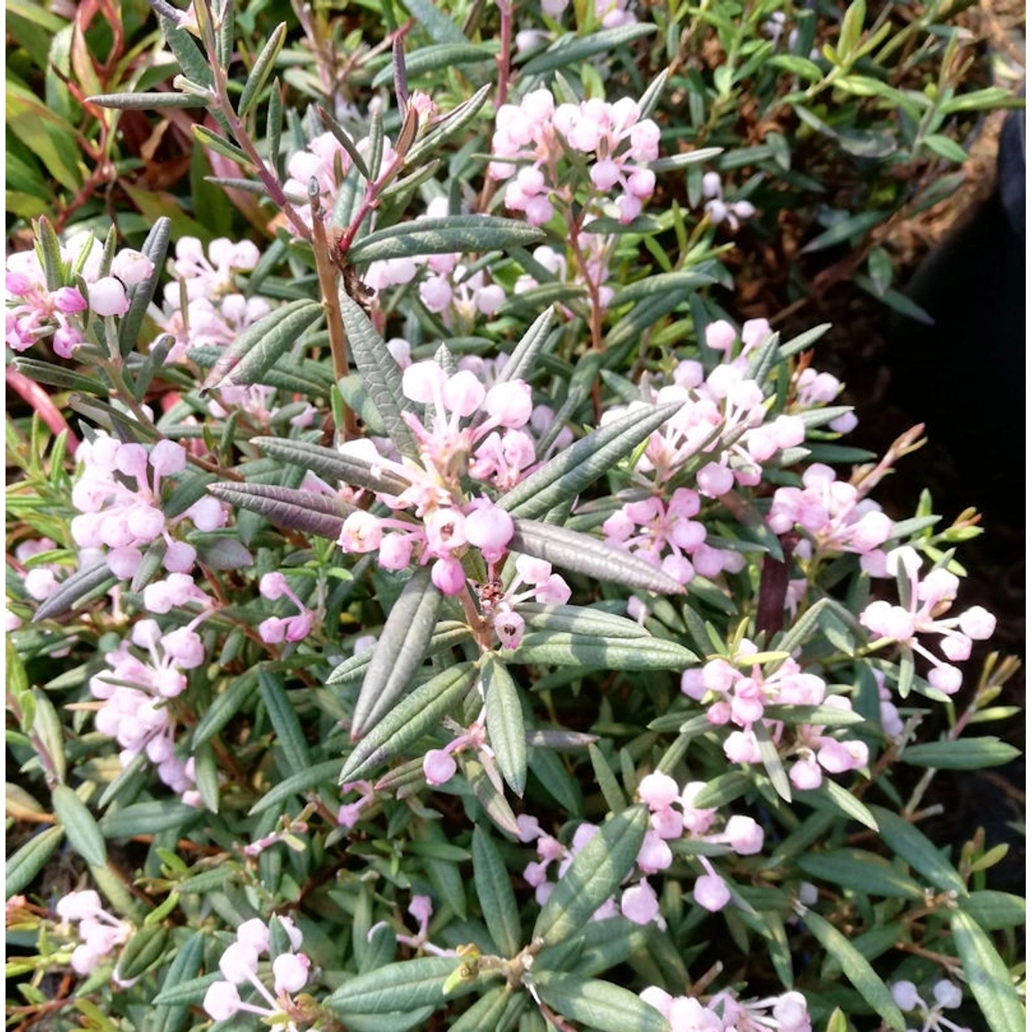 Lavendelheide Violet Viking - Andromeda polifolia von Die Nr-01.de