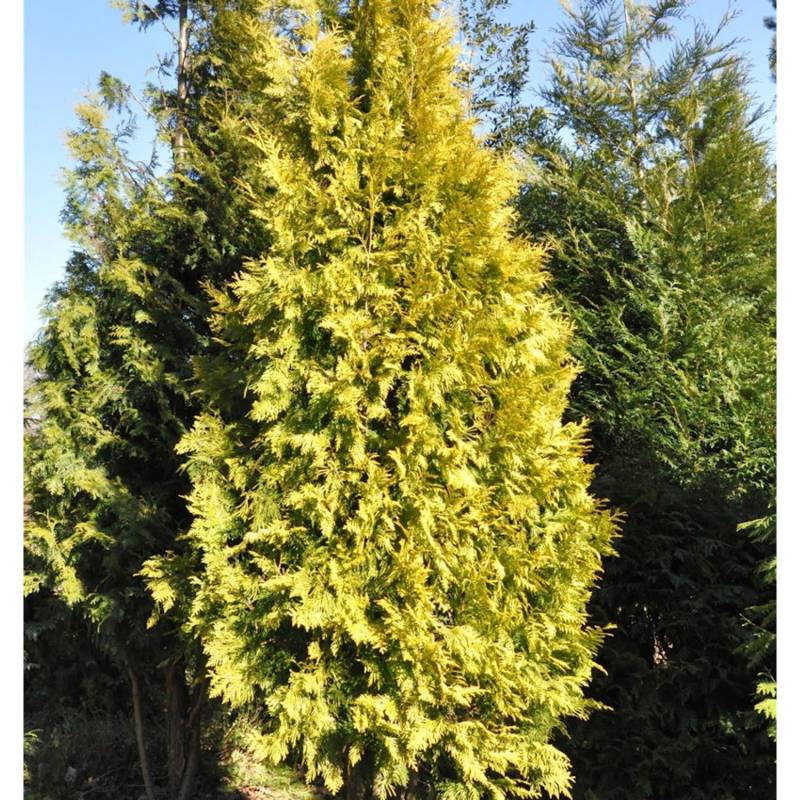 Lebensbaum Europa Gold 80-100cm - Thuja occidentalis von Die Nr-01.de