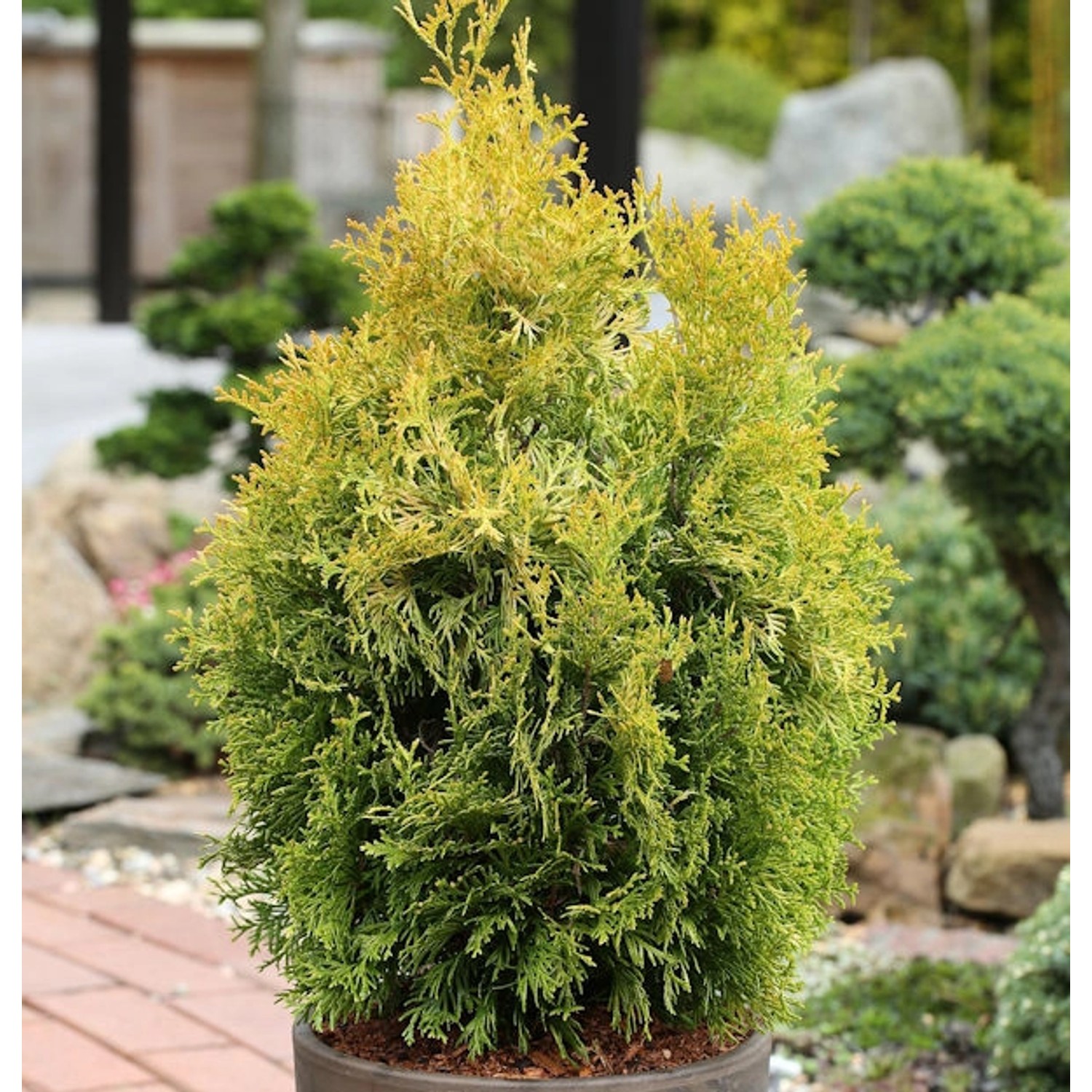 Lebensbaum Golden Smaragd 80-100cm Thuja occidentalis von Die Nr-01.de