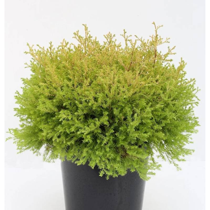 Lebensbaum Rheingold 20-25cm - Thuja occidentalis von Die Nr-01.de