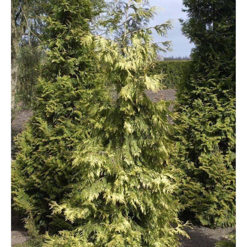 Lebensbaum Zebrina Extra Gold 80-100cm - Thuja plicata von Die Nr-01.de