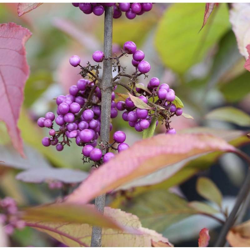 Liebesperlenstrauch Schönfrucht Profusion 125-150cm - Callicarpa bodinieri Liebesperlenstrauch Schönfrucht Profusion 125-150cm - Callicarpa bodinieri von Die Nr-01.de