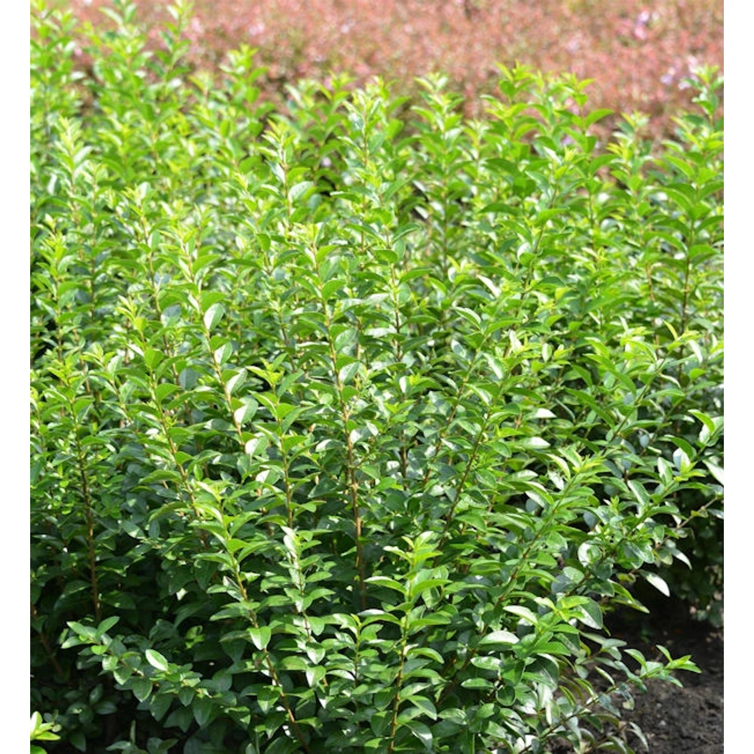 Liguster Green Diamond 80-100cm - Ligustrum ovalifolium Liguster Green Diamond 80-100cm - Ligustrum ovalifolium von Die Nr-01.de