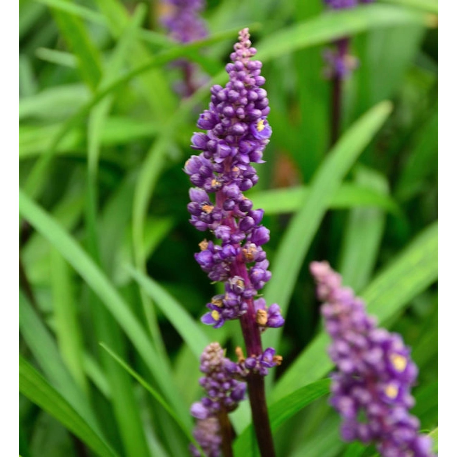 Lilientraube Royal Purple - Liriope muscaria Lilientraube Royal Purple - Liriope muscaria von Die Nr-01.de