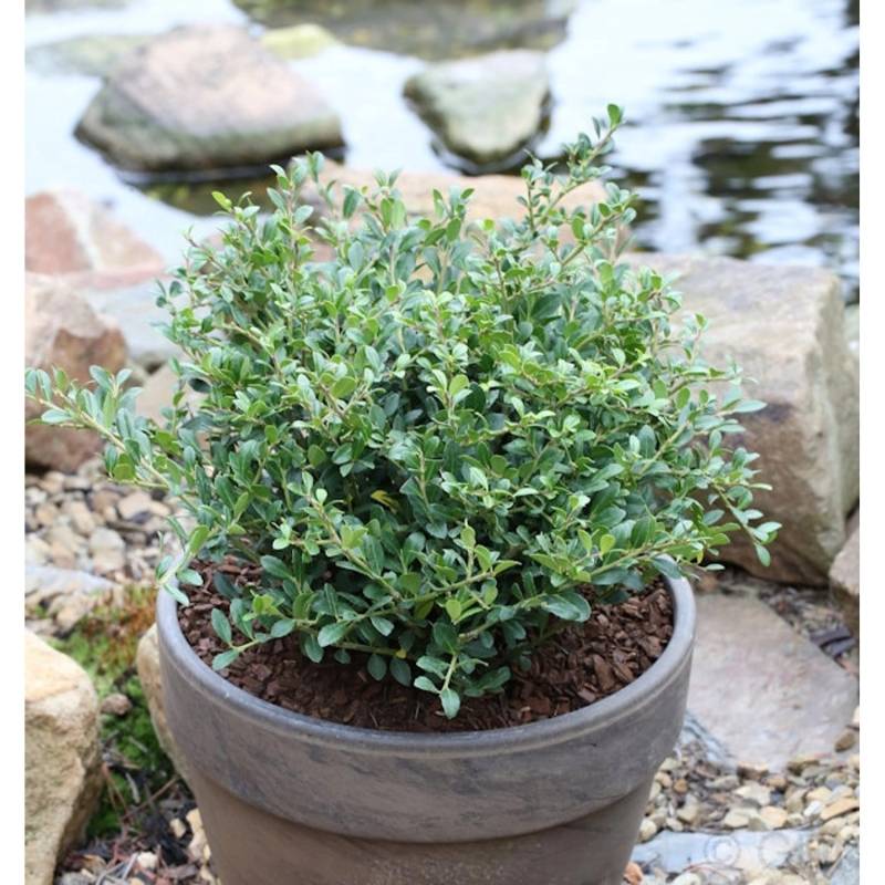 Löffel Ilex Dark Green 25-30cm - Ilex crenata von Die Nr-01.de