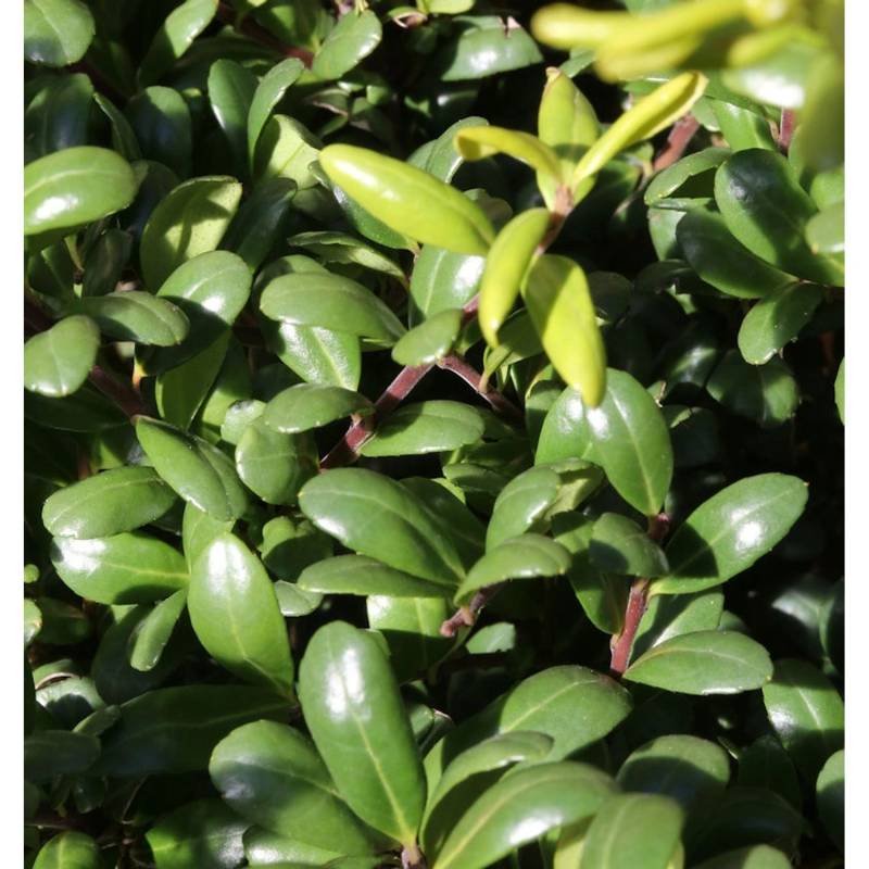 Löffel Ilex Glorie Dwarf 30-40cm - Ilex crenata von Die Nr-01.de