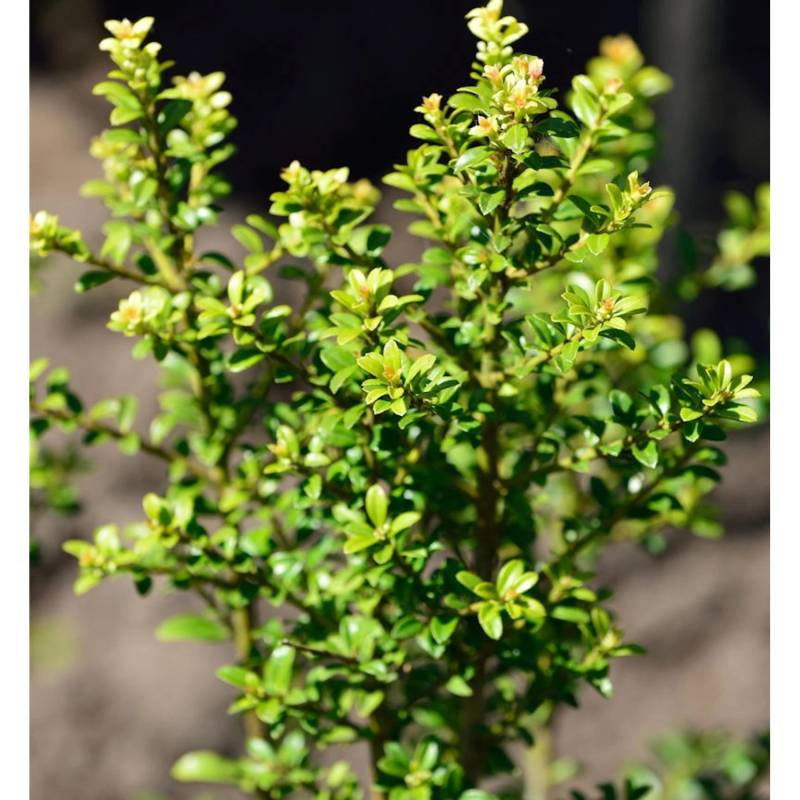 Löffel Lilex Convexed Gold 60-80cm - ilex crenata von Die Nr-01.de