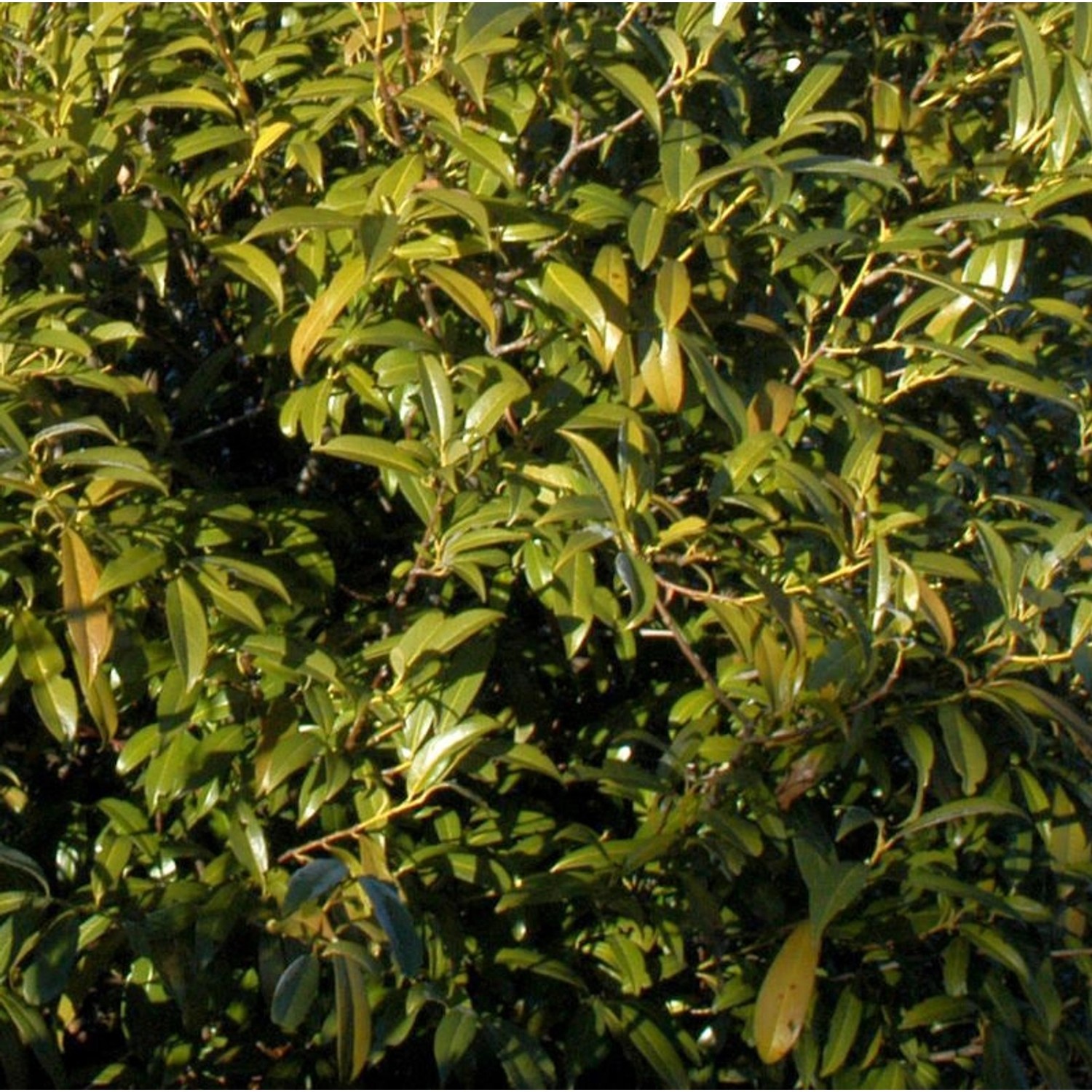 Lorbeerkirsche Sofia 30-40cm - Prunus laurocerasus Lorbeerkirsche Sofia 30-40cm - Prunus laurocerasus von Die Nr-01.de