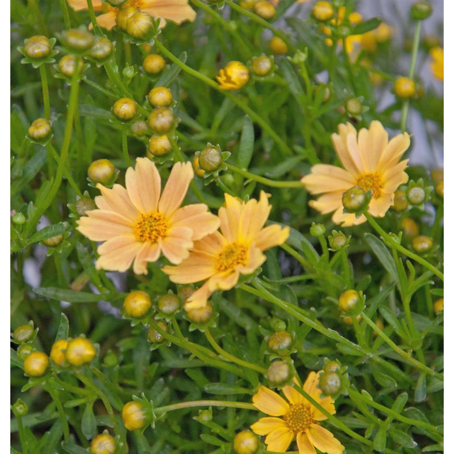 Mädchenauge Elfin Gold - Coreopsis auriculata Mädchenauge Elfin Gold - Coreopsis auriculata von Die Nr-01.de