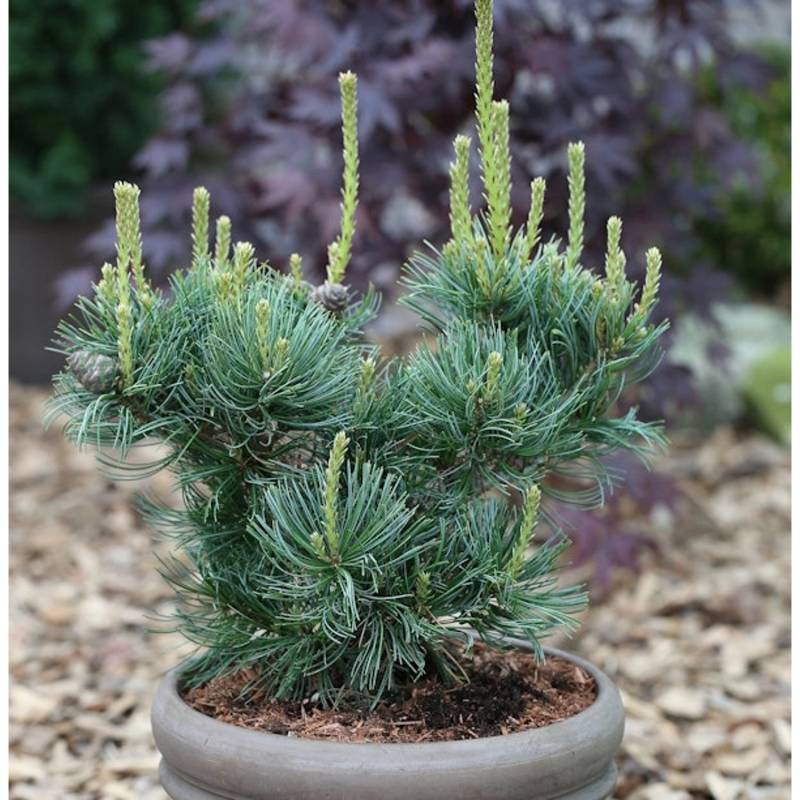 Mädchenkiefer Schoons Bonsai 40-50cm - Pinus parviflora von Die Nr-01.de