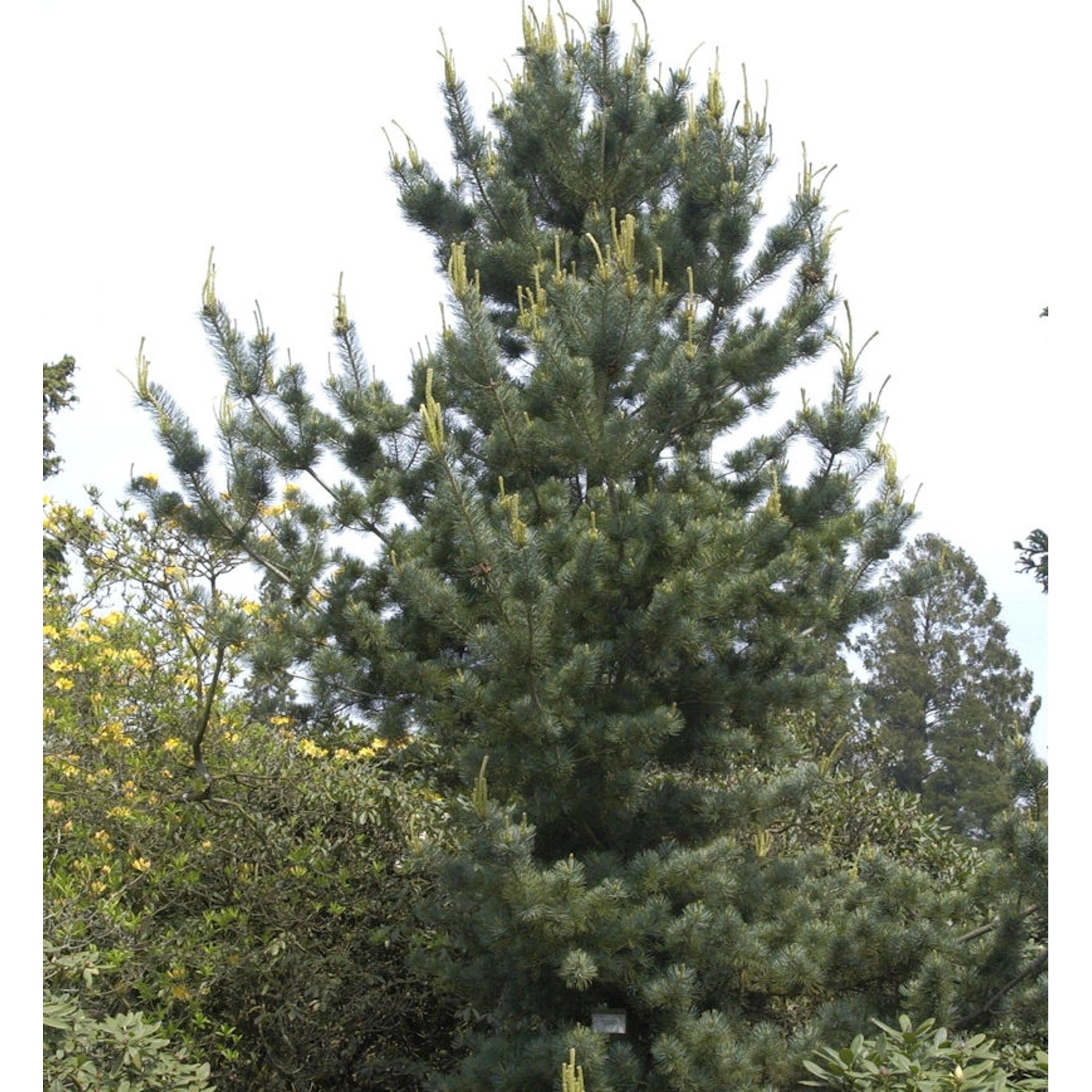 Mädchenkiefer Tempelhof 30-40cm - Pinus parviflora Mädchenkiefer Tempelhof 30-40cm - Pinus parviflora von Die Nr-01.de