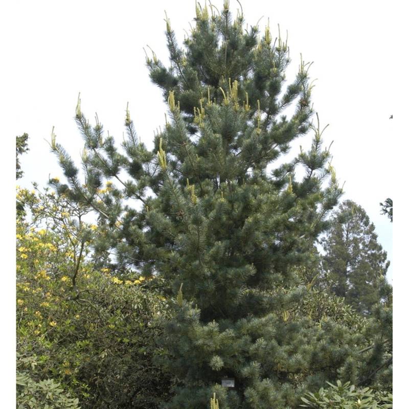 Mädchenkiefer Tempelhof 30-40cm - Pinus parviflora von Die Nr-01.de