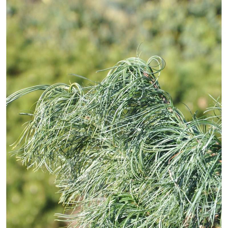 Mädchenkiefer Tiny Curls 30-40cm - Pinus strobus von Die Nr-01.de