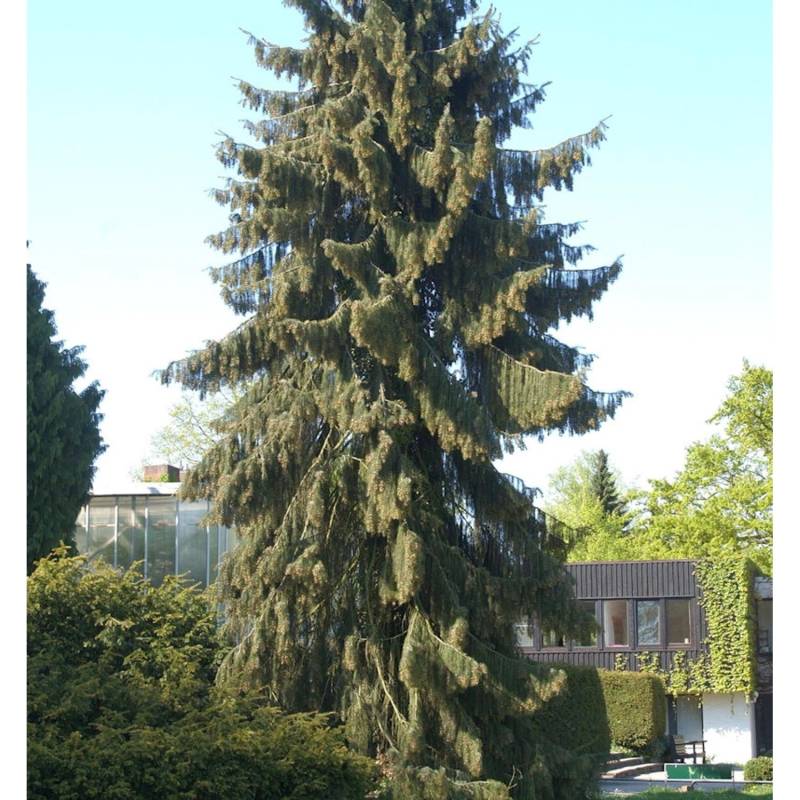 Mähnenfichte 30-40cm - Picea breweriana Mähnenfichte 30-40cm - Picea breweriana von Die Nr-01.de