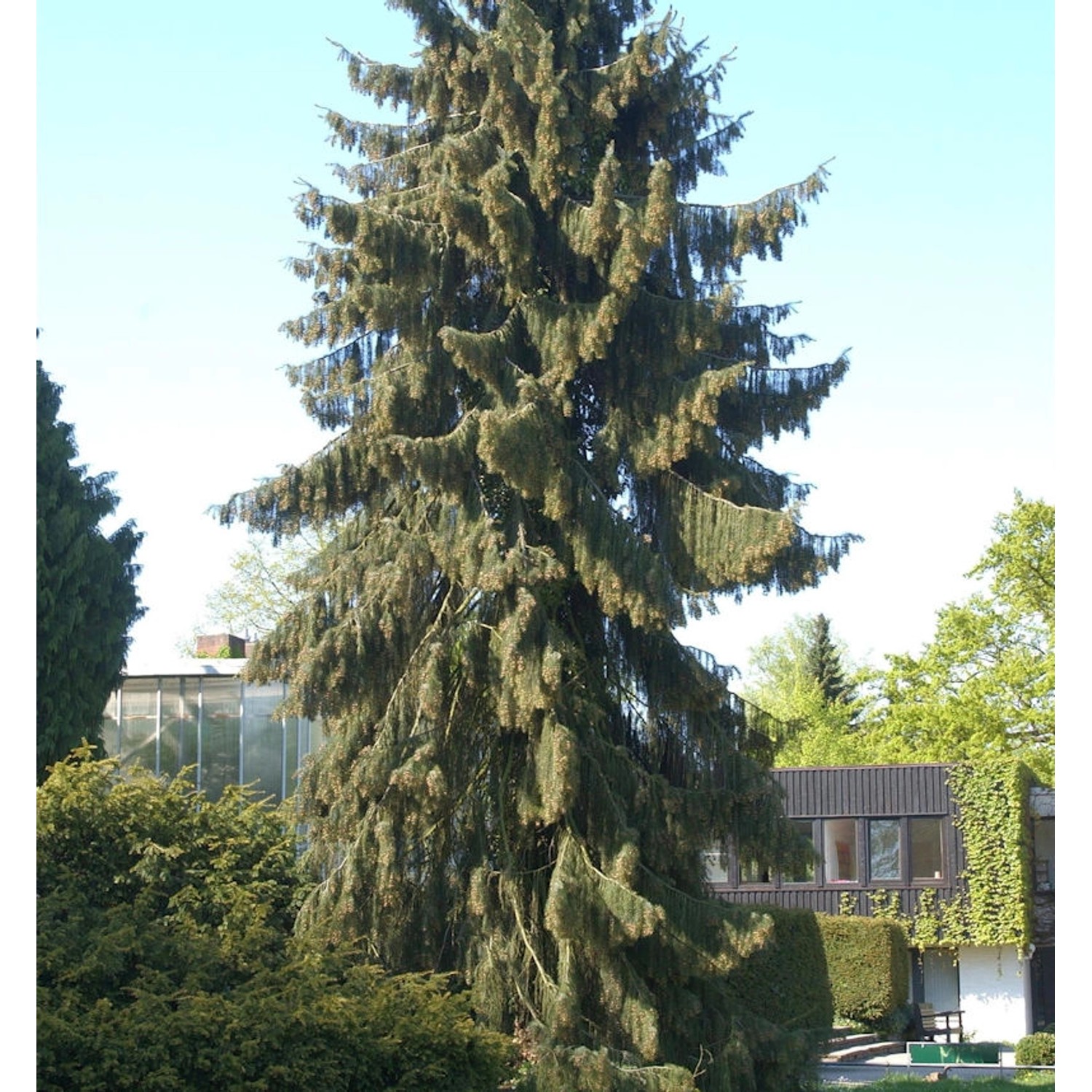 Mähnenfichte 50-60cm - Picea breweriana von Die Nr-01.de