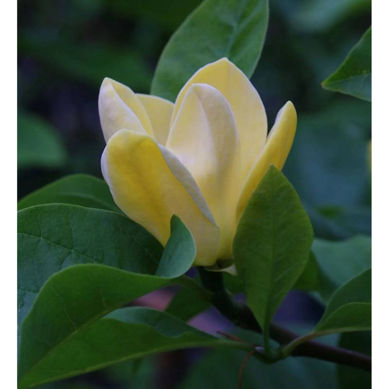 Magnolie Blue Opal 30-40cm - Magnolia acuminata von Die Nr-01.de