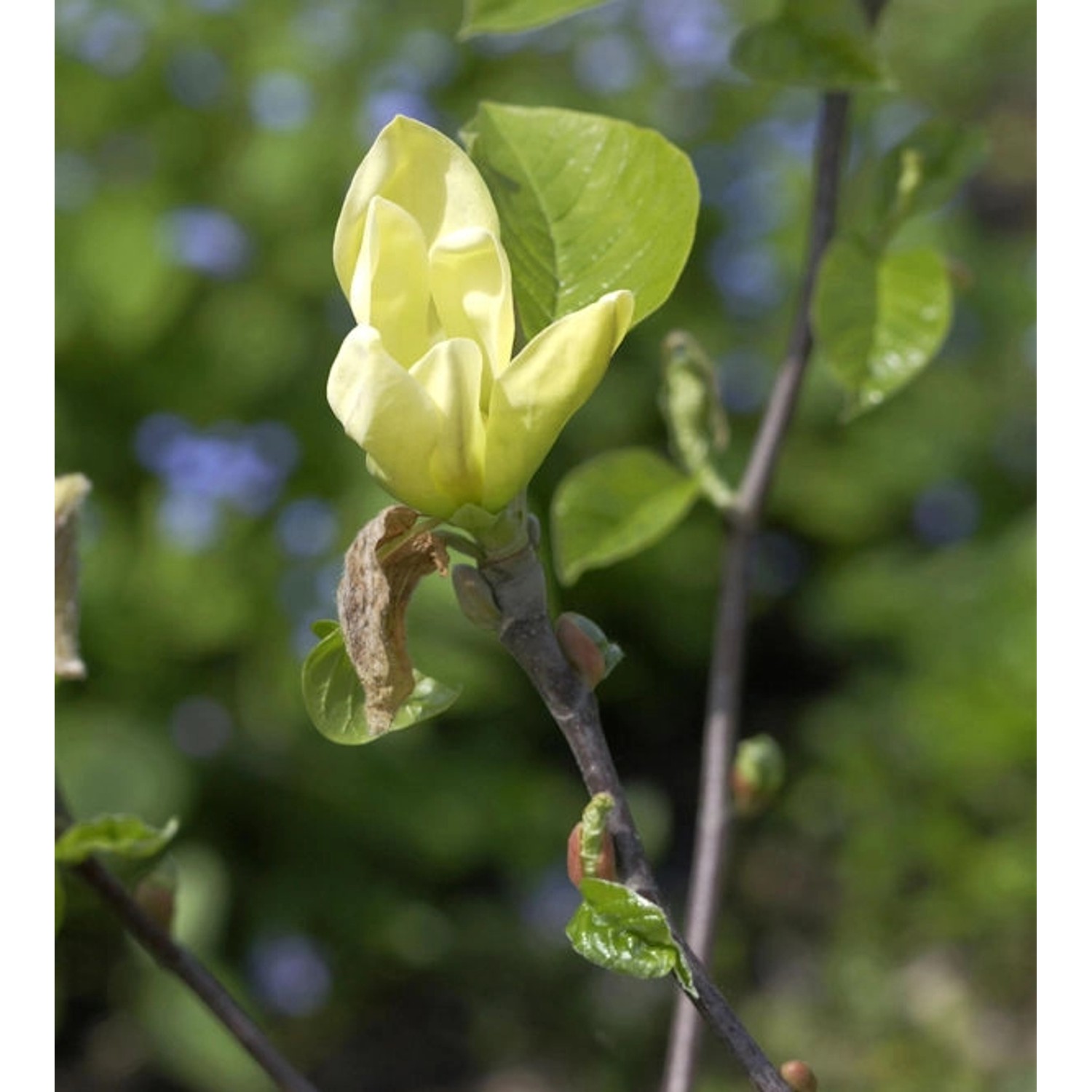 Magnolie Green Bee 100-125cm - Magnolia Magnolie Green Bee 100-125cm - Magnolia von Die Nr-01.de