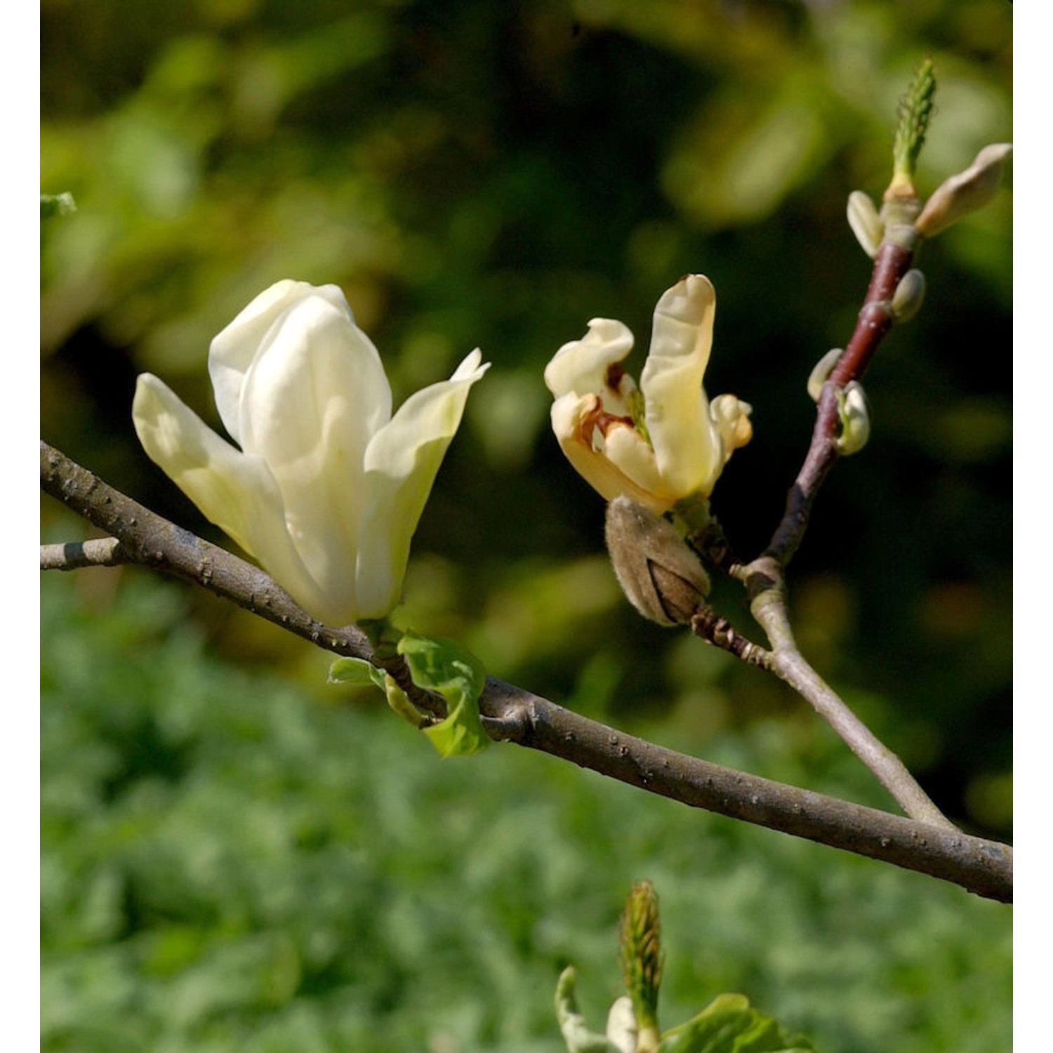 Magnolie Maxine Merrill 100-125cm - Magnolia Magnolie Maxine Merrill 100-125cm - Magnolia von Die Nr-01.de